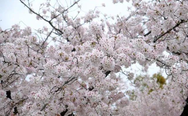 樱花种类和特征有哪些，樱花种类和特征有哪些呢（这份赏花宝典收好了）