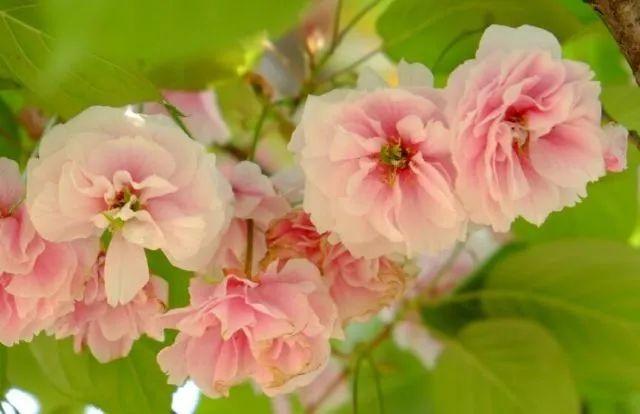 樱花种类和特征有哪些，樱花种类和特征有哪些呢（这份赏花宝典收好了）