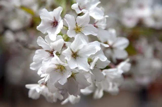 樱花种类和特征有哪些，樱花种类和特征有哪些呢（这份赏花宝典收好了）