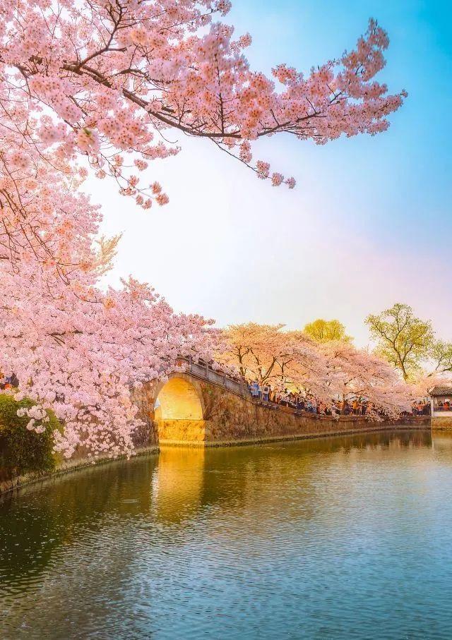 樱花种类和特征有哪些，樱花种类和特征有哪些呢（这份赏花宝典收好了）