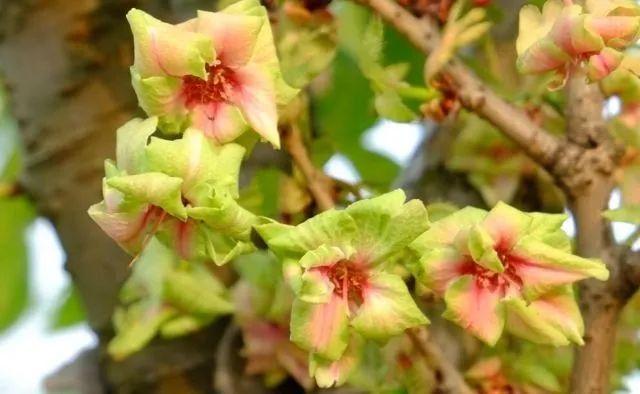 樱花种类和特征有哪些，樱花种类和特征有哪些呢（这份赏花宝典收好了）