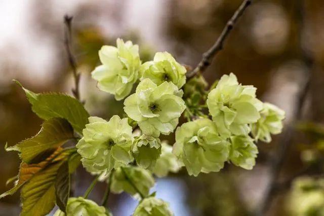 樱花种类和特征有哪些，樱花种类和特征有哪些呢（这份赏花宝典收好了）