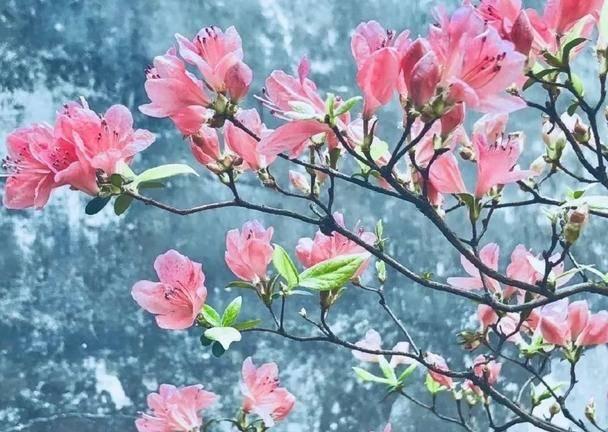 美丽的深圳作文8篇，美丽的深圳英语作文（作家秋实散文：深圳）