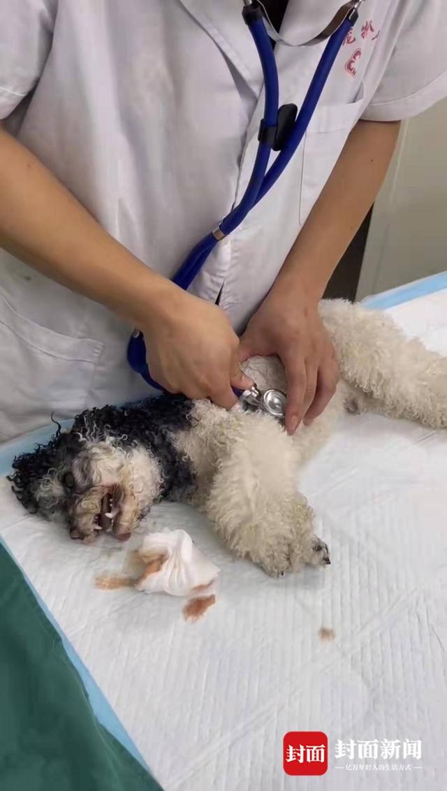 狗交，武汉一小区多只宠物狗疑吃有毒火腿肠后死亡（我的老公是只狗免费阅读）