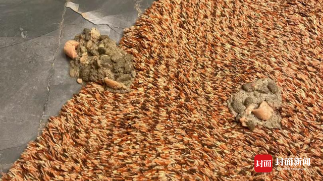 狗交，武汉一小区多只宠物狗疑吃有毒火腿肠后死亡（我的老公是只狗免费阅读）