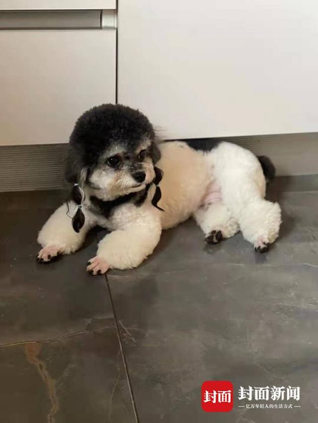 狗交，武汉一小区多只宠物狗疑吃有毒火腿肠后死亡（我的老公是只狗免费阅读）