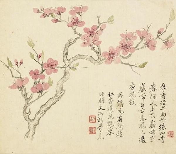 梦见满树的杏花盛开是什么意思预兆，梦到树上开满杏花（杏花：鹧鸪声里雨丝斜）