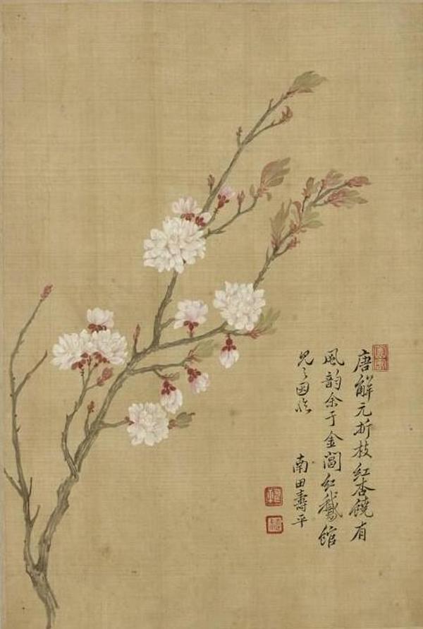 梦见满树的杏花盛开是什么意思预兆，梦到树上开满杏花（杏花：鹧鸪声里雨丝斜）