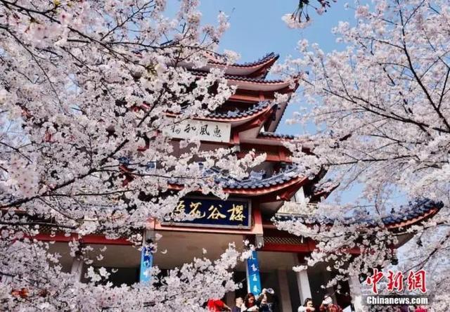 c罩杯有多大水果比喻，c罩杯有多大（樱花味的东西就有多难吃”）