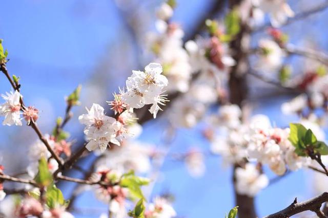 古木阴中系短篷，谁知道春天的诗歌啊（我坐春风里，只为等你……）