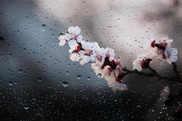 古木阴中系短篷，谁知道春天的诗歌啊（我坐春风里，只为等你……）