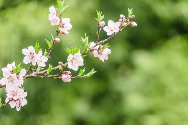 古木阴中系短篷，谁知道春天的诗歌啊（我坐春风里，只为等你……）