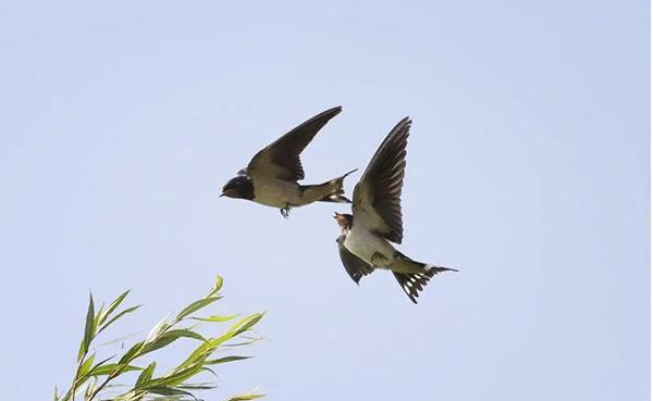 春分日，紫燕归来、陌上花开、人勤春早（春分日全球的日出日落方位）