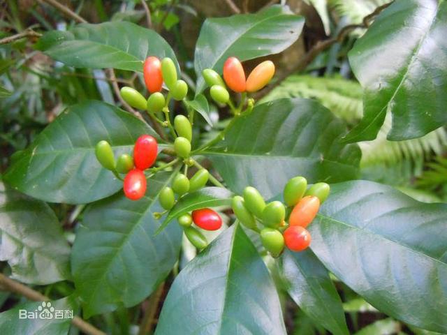 桓景与重阳节有什么关系，重阳节的传说和哪个人物有关（青未了/茱萸花开）