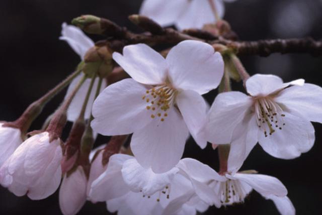 大山樱的形态特征，大山樱的形态特征图片（称霸“樱花界”的染井吉野）