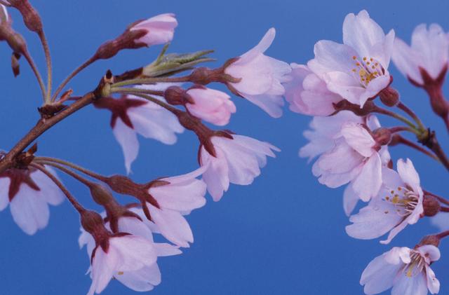 大山樱的形态特征，大山樱的形态特征图片（称霸“樱花界”的染井吉野）