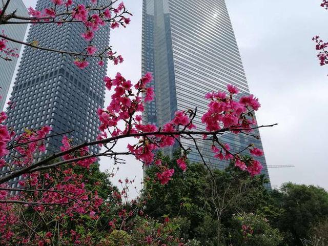 青未了｜芹菜：携一缕花香，芬芳如春暖冬