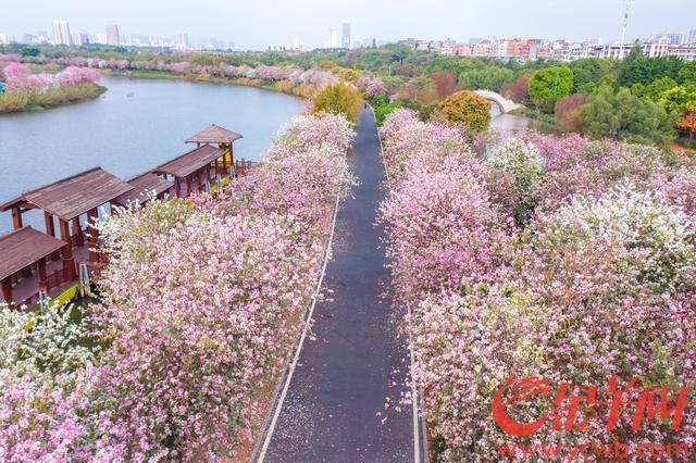 青未了｜芹菜：携一缕花香，芬芳如春暖冬