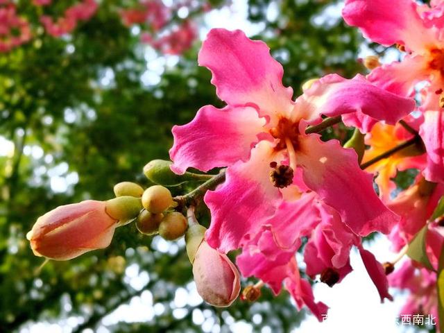 青未了｜芹菜：携一缕花香，芬芳如春暖冬