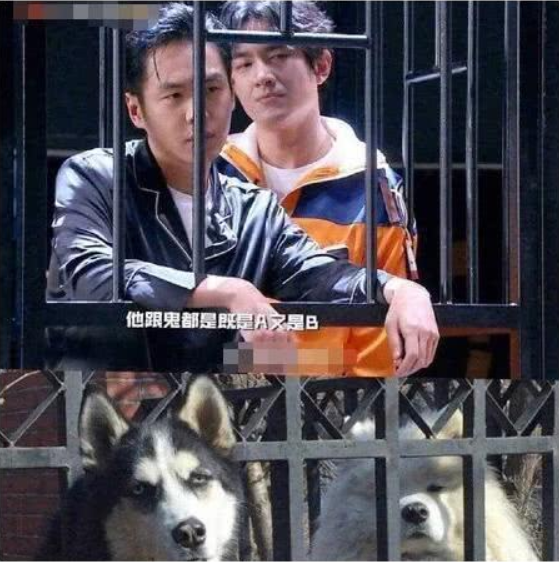 面包狗，面包狗什么梗（为什么现在那么多人喜欢自称小狗）