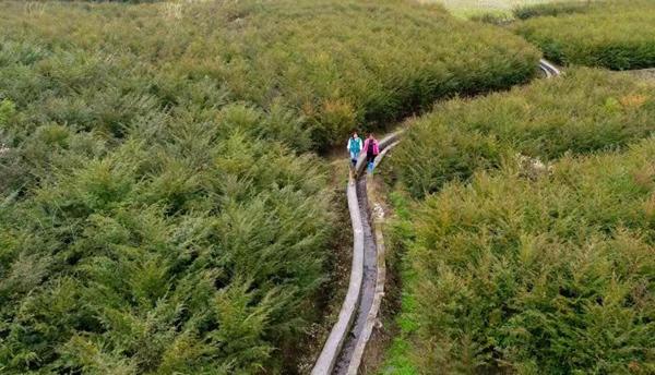 红豆杉种子，珍稀植物红豆杉畅销全国各地（红豆杉种子图片）