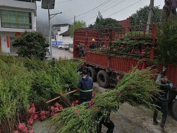 红豆杉种子，珍稀植物红豆杉畅销全国各地（红豆杉种子图片）