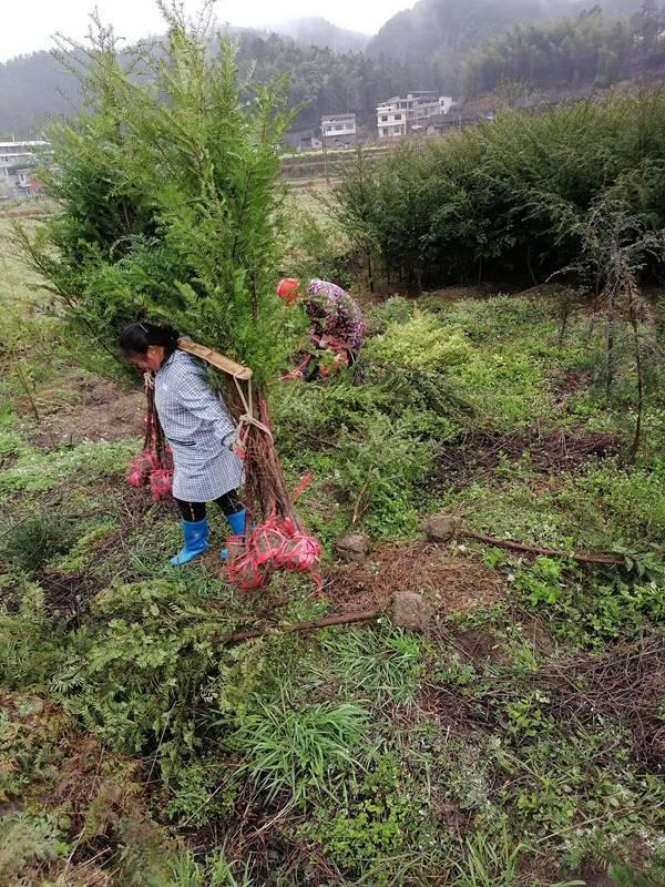 红豆杉种子，珍稀植物红豆杉畅销全国各地（红豆杉种子图片）
