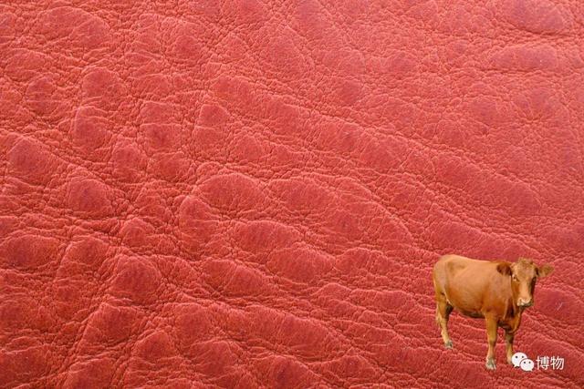 真皮皮鞋为什么这么贵，牛皮皮鞋贵吗（为啥皮鞋大多是牛皮羊皮）