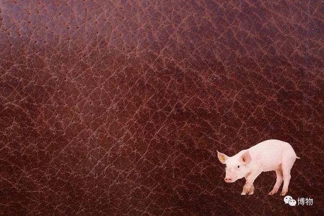 真皮皮鞋为什么这么贵，牛皮皮鞋贵吗（为啥皮鞋大多是牛皮羊皮）