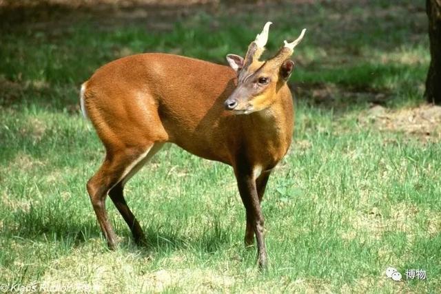 真皮皮鞋为什么这么贵，牛皮皮鞋贵吗（为啥皮鞋大多是牛皮羊皮）