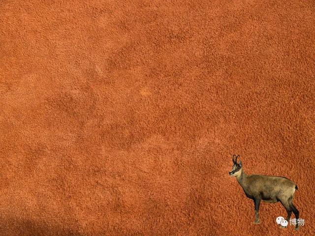 真皮皮鞋为什么这么贵，牛皮皮鞋贵吗（为啥皮鞋大多是牛皮羊皮）