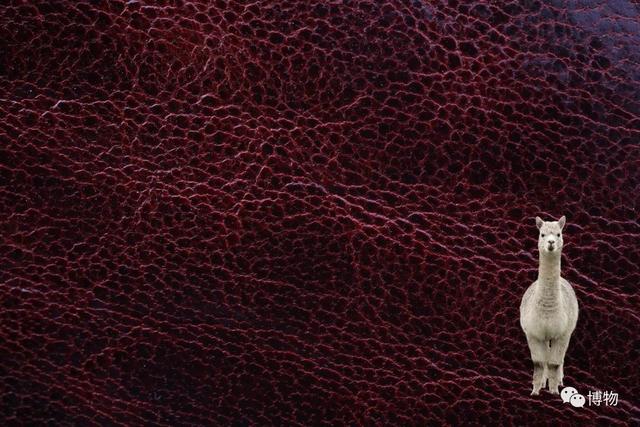 真皮皮鞋为什么这么贵，牛皮皮鞋贵吗（为啥皮鞋大多是牛皮羊皮）