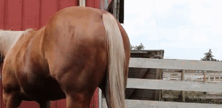 真皮皮鞋为什么这么贵，牛皮皮鞋贵吗（为啥皮鞋大多是牛皮羊皮）