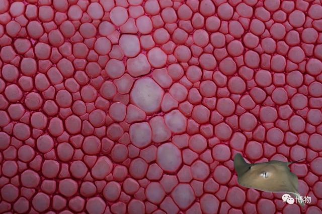 真皮皮鞋为什么这么贵，牛皮皮鞋贵吗（为啥皮鞋大多是牛皮羊皮）