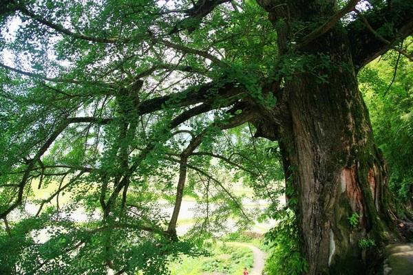 120亩地是多少平方米，一亩等于多少平方米（三穗县木良村：乡村蝶变美如画）
