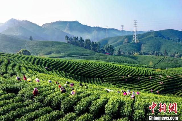 安吉白茶网，安吉白茶网络销售额（安吉白茶化危为“机”茶农茶企线上“发力”解销售难题）