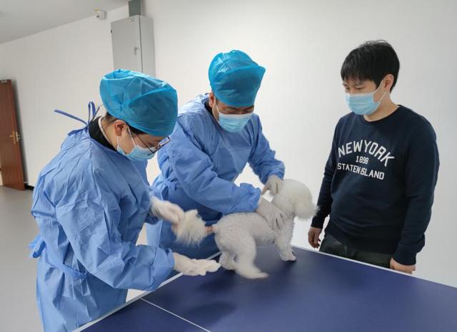 宠物出国，广安海关签发首份输韩伴侣动物卫生证书（怎么带宠物出国）