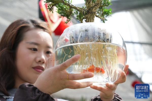 “水中花”里看乡村振兴