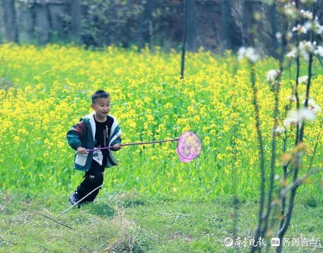 飞入菜花无处寻，飞入菜花无处寻的处寻什么意思（儿童急走追黄蝶）