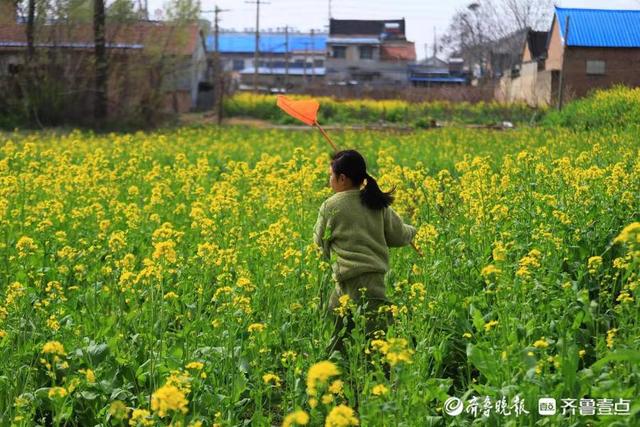 飞入菜花无处寻，飞入菜花无处寻的处寻什么意思（儿童急走追黄蝶）