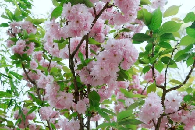 贵阳有什么好玩的地方，贵州贵阳有什么好玩的地方（贵阳这些宝藏赏春地别错过）