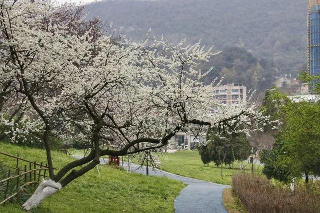 贵阳有什么好玩的地方，贵州贵阳有什么好玩的地方（贵阳这些宝藏赏春地别错过）