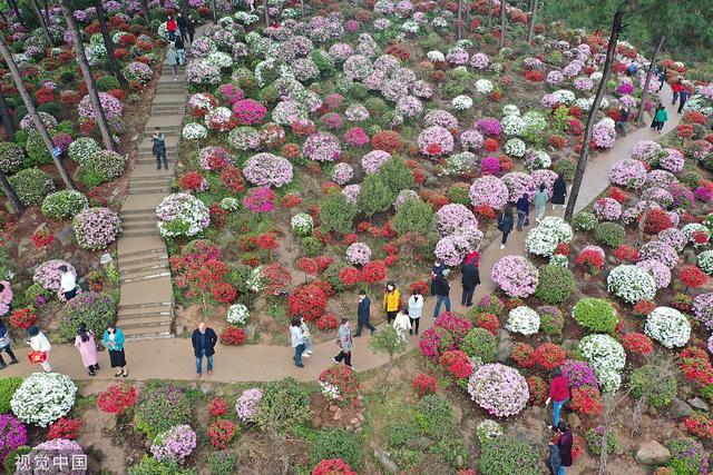 杜鹃花的介绍-杜鹃花的风水学应用，杜鹃花 百度百科（重庆：大片杜鹃花林荫下盛开）