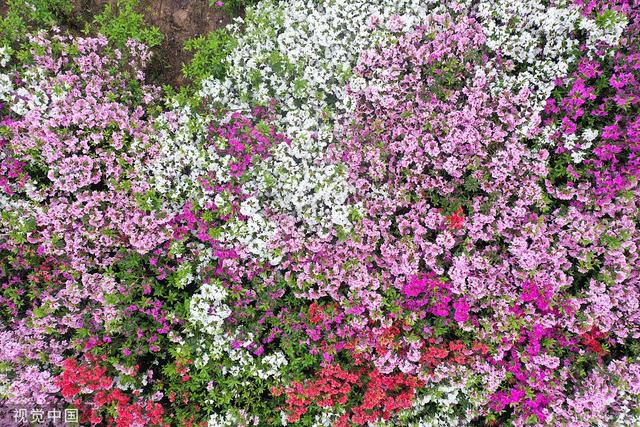 杜鹃花的介绍-杜鹃花的风水学应用，杜鹃花 百度百科（重庆：大片杜鹃花林荫下盛开）