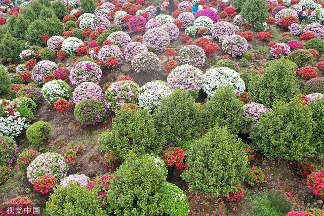 杜鹃花的介绍-杜鹃花的风水学应用，杜鹃花 百度百科（重庆：大片杜鹃花林荫下盛开）
