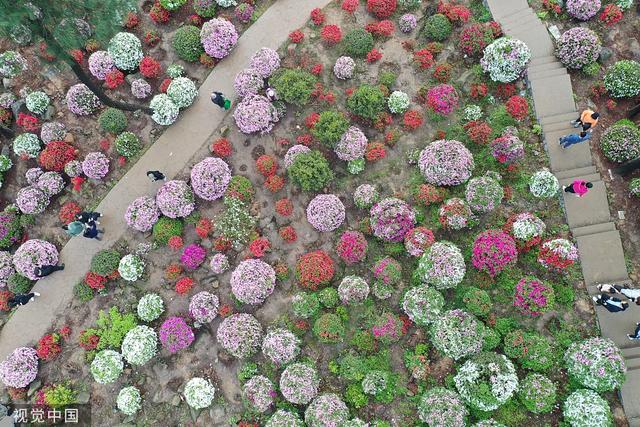 杜鹃花的介绍-杜鹃花的风水学应用，杜鹃花 百度百科（重庆：大片杜鹃花林荫下盛开）