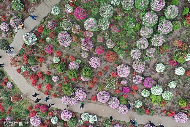 杜鹃花的介绍-杜鹃花的风水学应用，杜鹃花 百度百科（重庆：大片杜鹃花林荫下盛开）