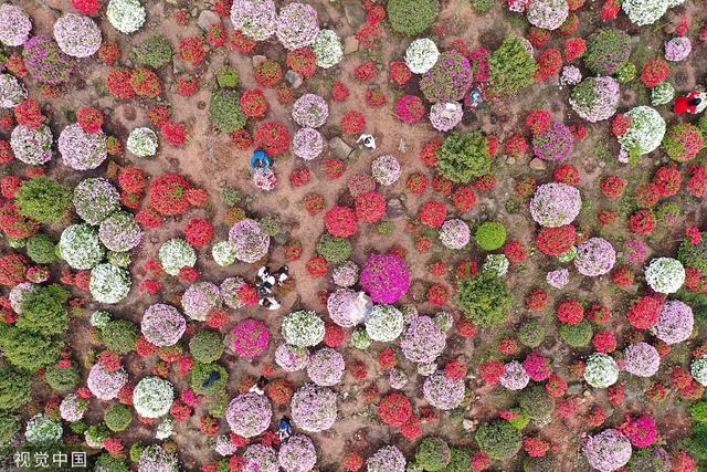 杜鹃花的介绍-杜鹃花的风水学应用，杜鹃花 百度百科（重庆：大片杜鹃花林荫下盛开）