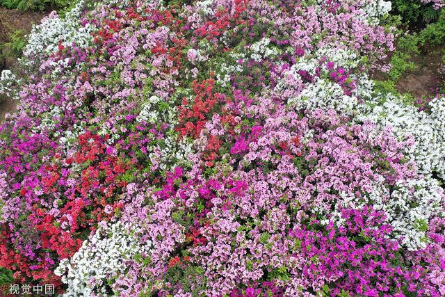 杜鹃花的介绍-杜鹃花的风水学应用，杜鹃花 百度百科（重庆：大片杜鹃花林荫下盛开）
