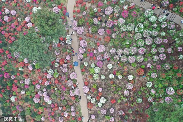杜鹃花的介绍-杜鹃花的风水学应用，杜鹃花 百度百科（重庆：大片杜鹃花林荫下盛开）